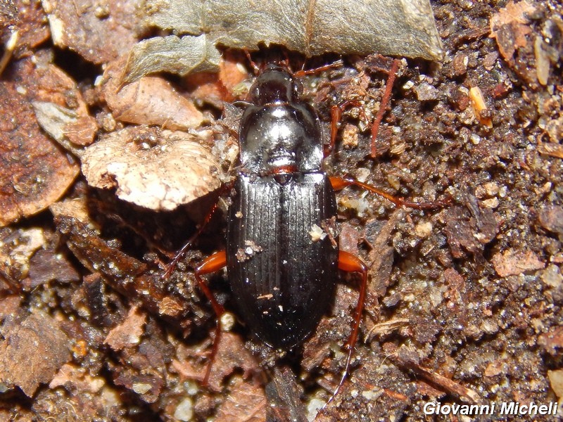 Calathus erratus, Carabidae